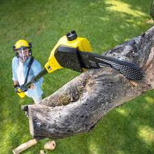 How Our Tree Care Process Works  in  Edgewood, TX