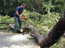 Best Tree Trimming and Pruning  in Edgewood, TX