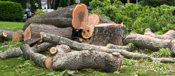 Best Tree Preservation Services  in Edgewood, TX