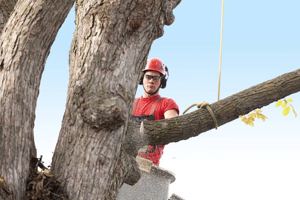 Best Fruit Tree Pruning  in Edgewood, TX